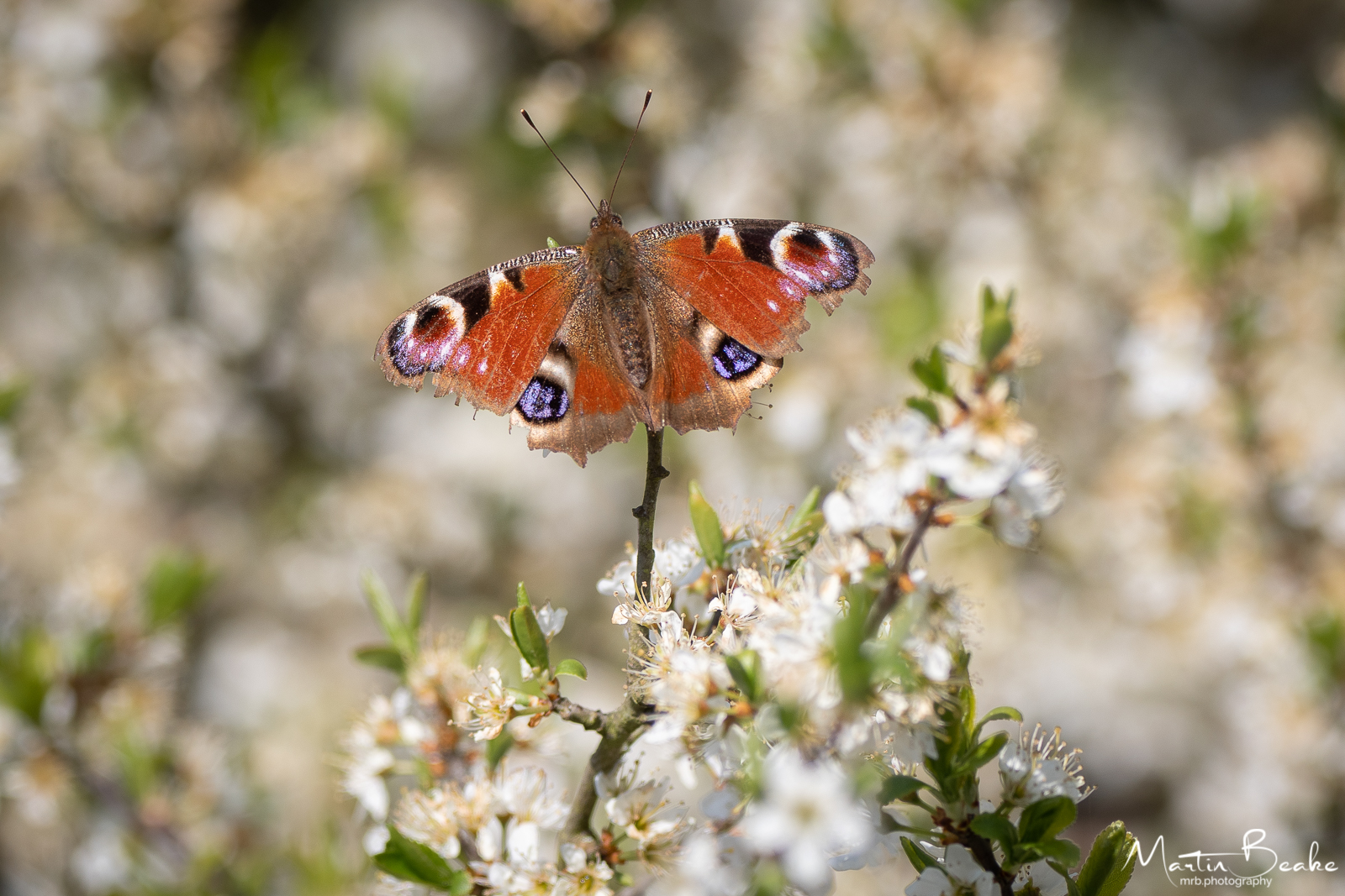 Peacock Butterfly on Blackthorn Blossom