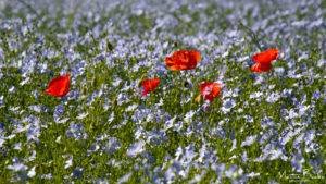 Flax and Poppies