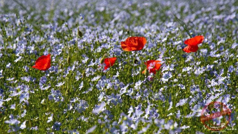 Flax and Poppies
