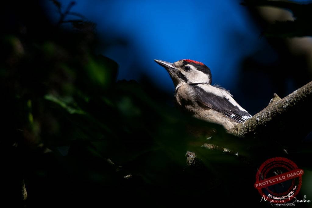 Adolescent Great Spotted Woodpecker