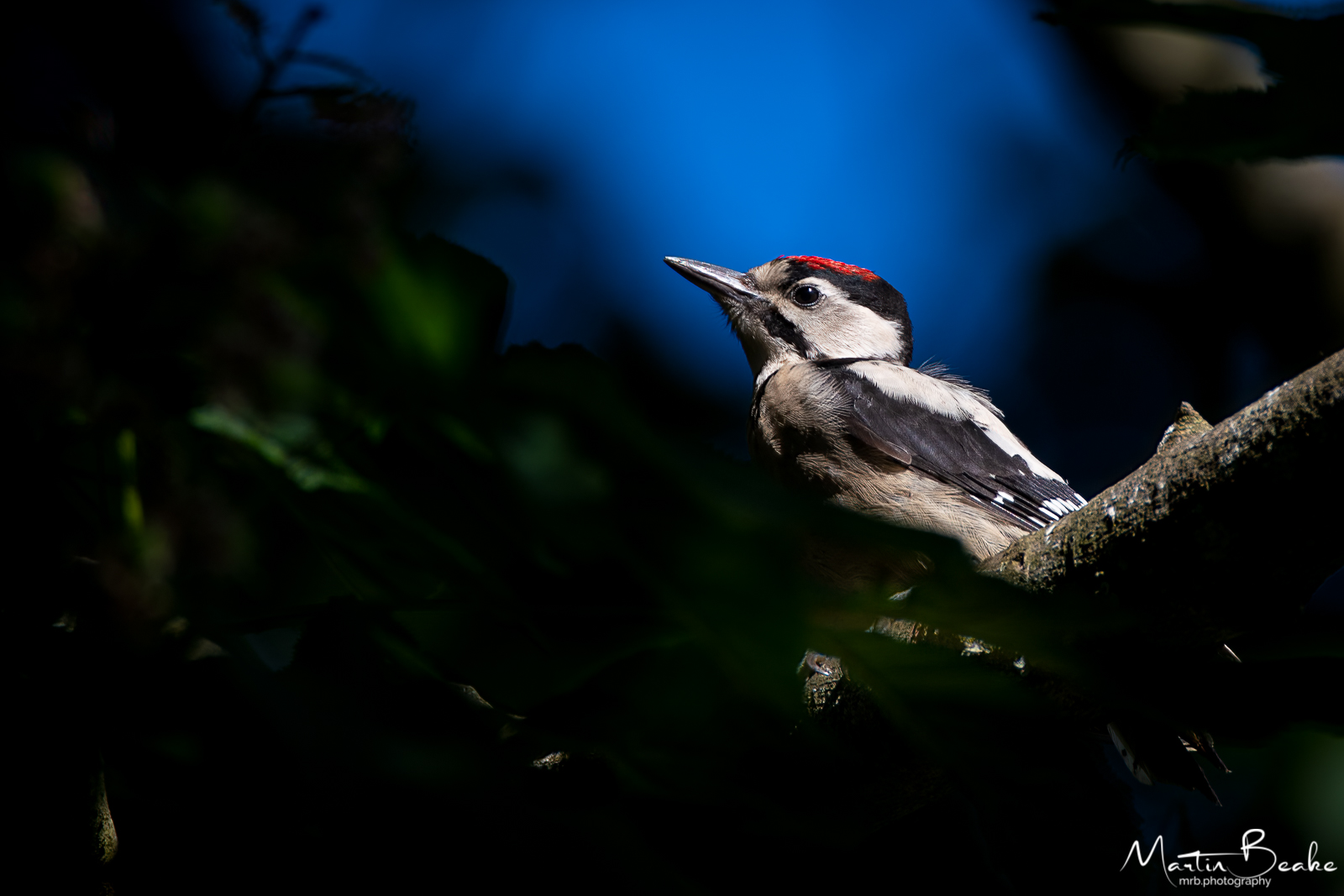 Adolescent Great Spotted Woodpecker