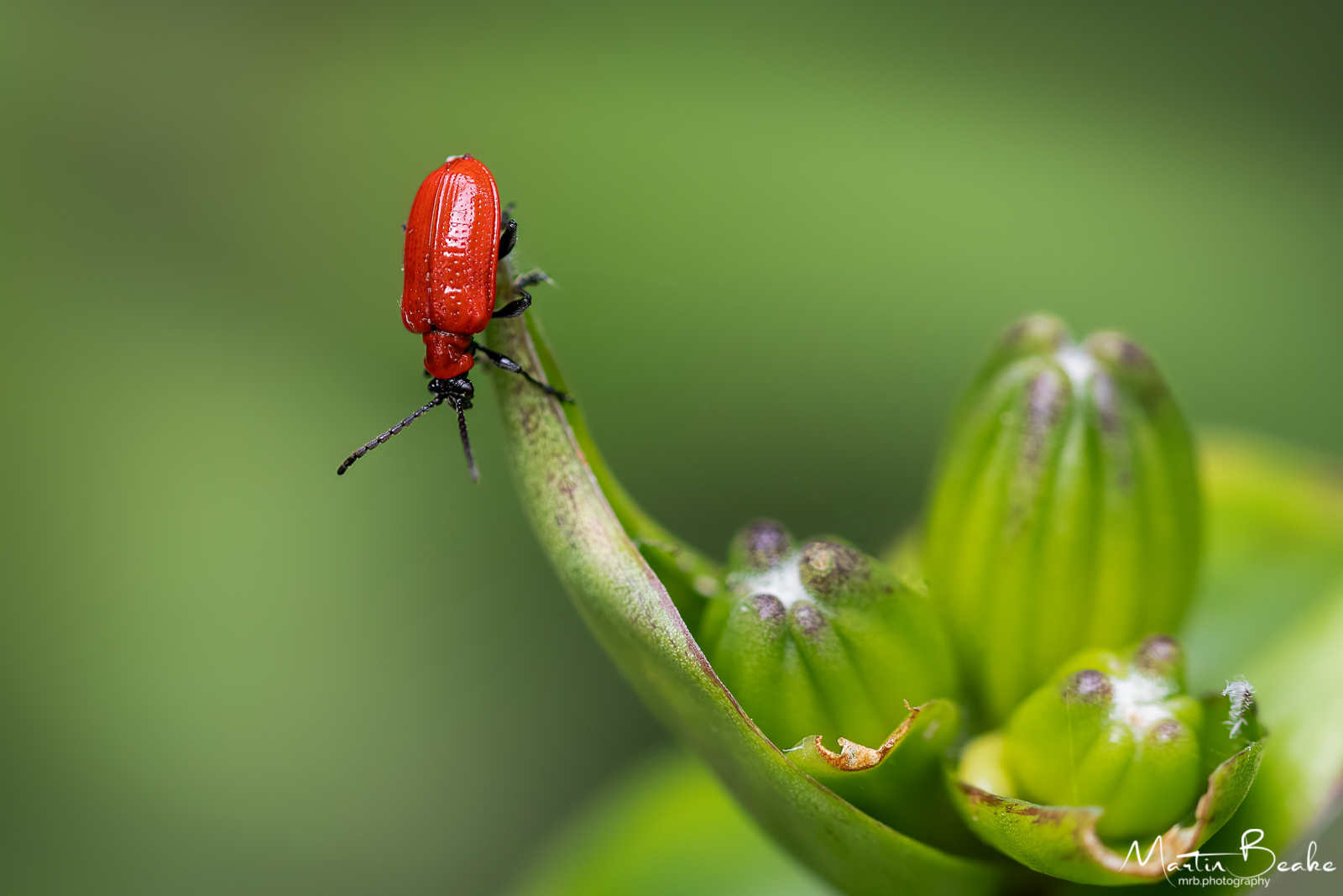 Scarlet Lily Beetle on Lily