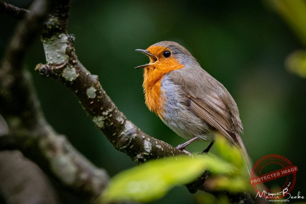 Robin in Full Song