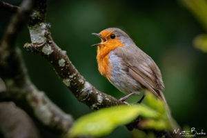 Robin in Full Song