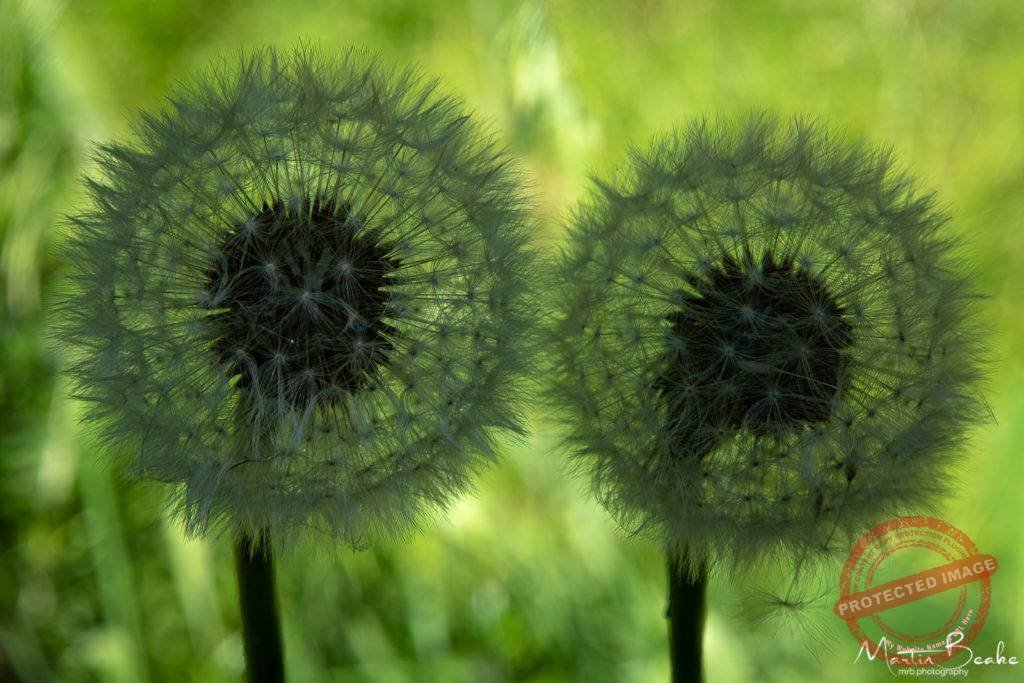 Dandelion Clock in Shadow