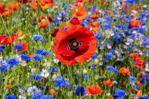 Poppies and Cornflowers