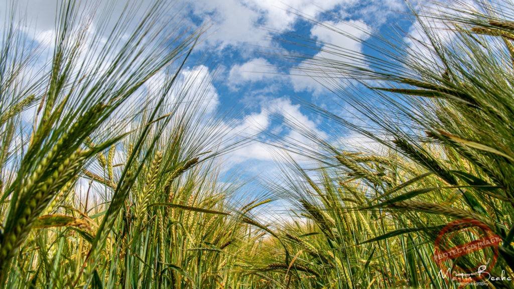 Barley under a Blue Sky