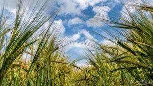 Barley under a Blue Sky