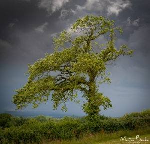 Oak Under a Dark Grey Sky