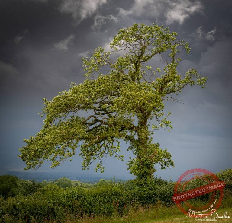 Oak Under a Dark Grey Sky