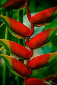 Lobster Claw aka Heliconia rostrata Ruiz & Pav.