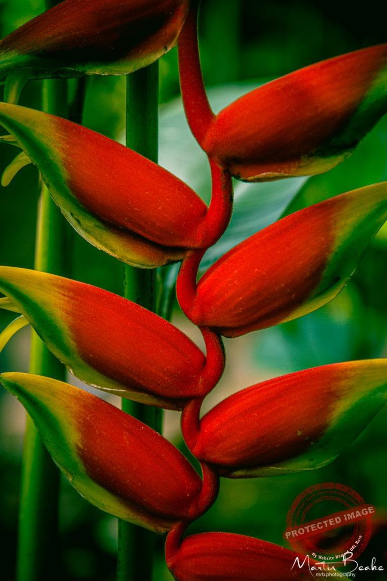 Lobster Claw aka Heliconia rostrata Ruiz & Pav.