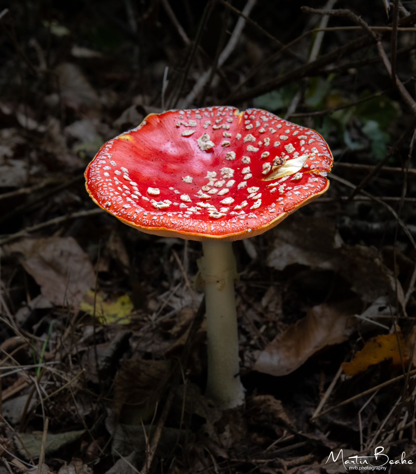 Fly Agaric in Ancient Woods