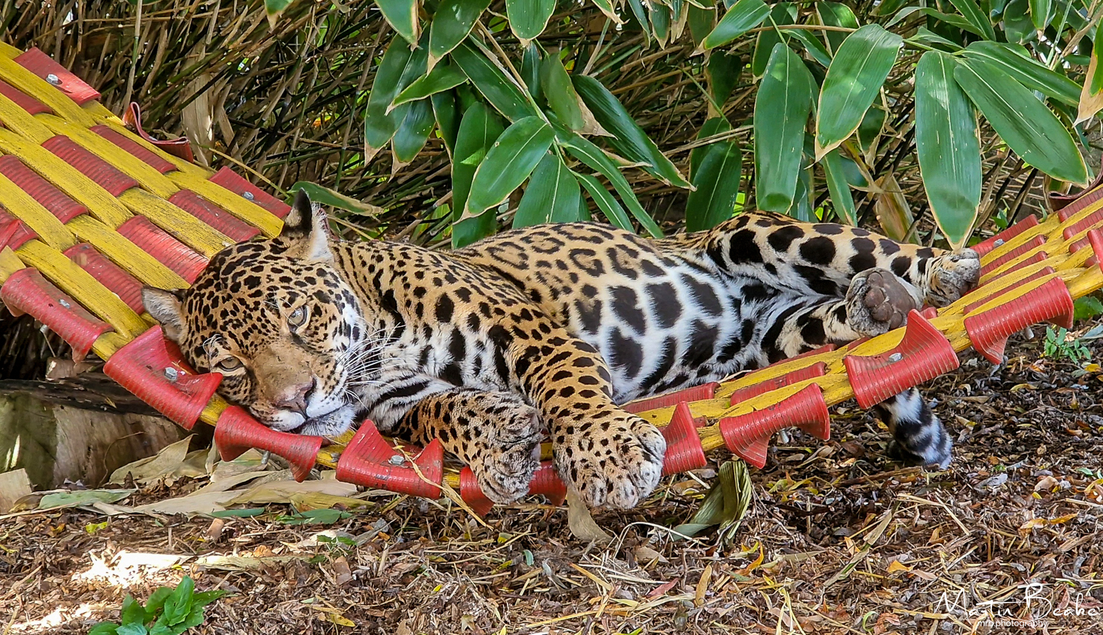 Jaguar relaxing on hammock