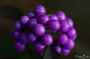 Japanese Beauty Berry