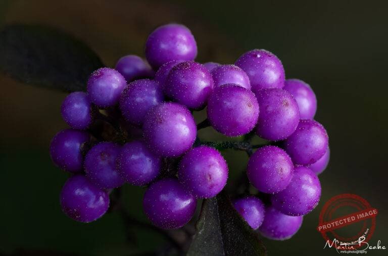 Japanese Beauty Berry