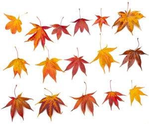 Autumn Maple Leaves
