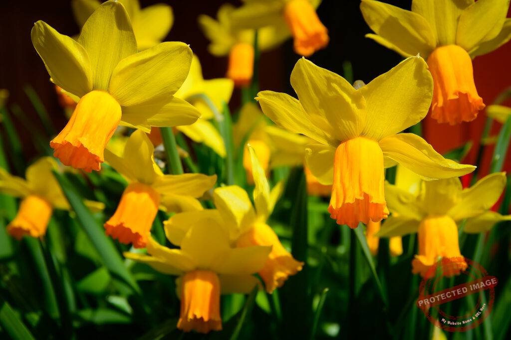 Daffodils