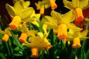 Daffodils