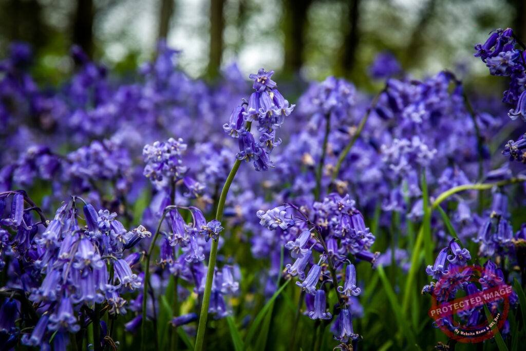 Bluebells in woodland