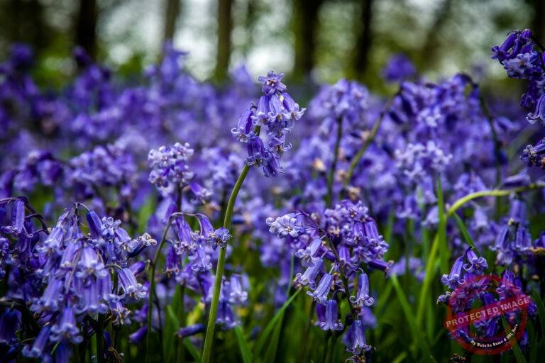 Bluebells in woodland
