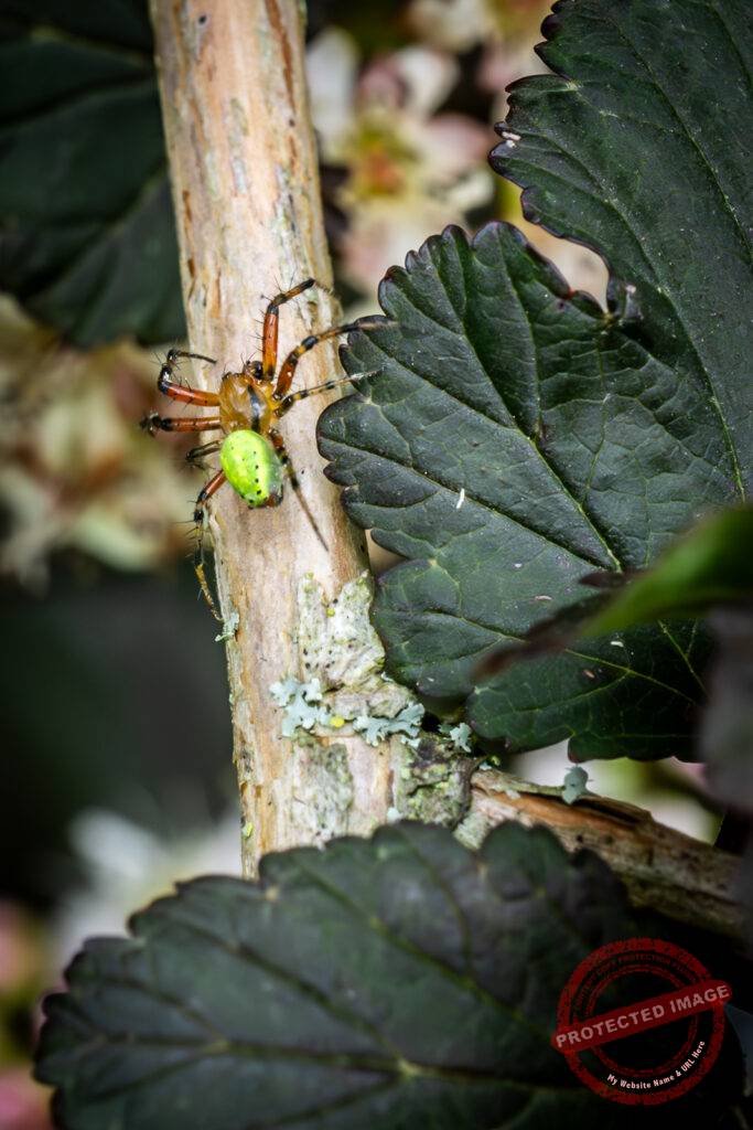Cucumber Green Orb Spider on Branch
